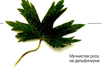 Мучнистая роса на дельфиниуме